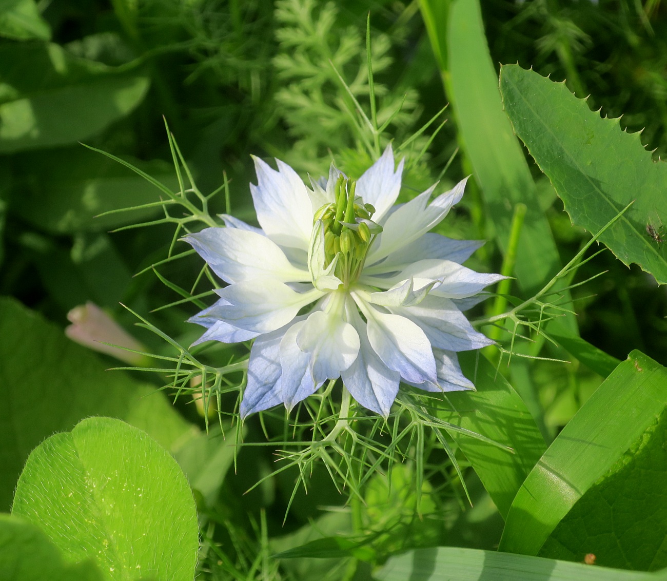 Изображение особи Nigella damascena.