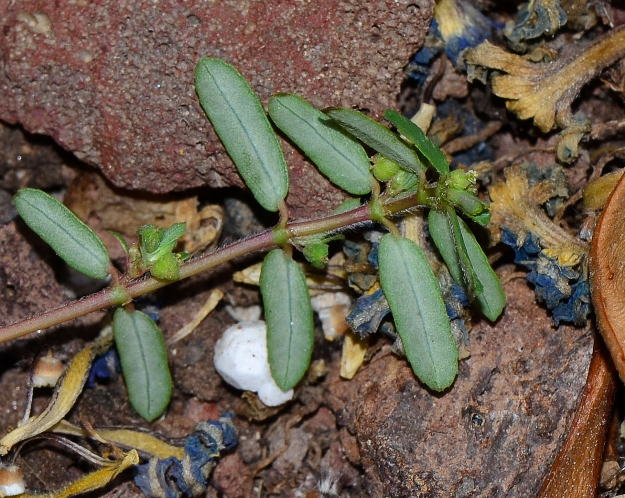 Изображение особи Euphorbia forskaolii.