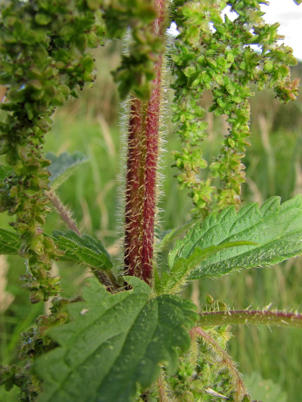 Image of Urtica dioica specimen.