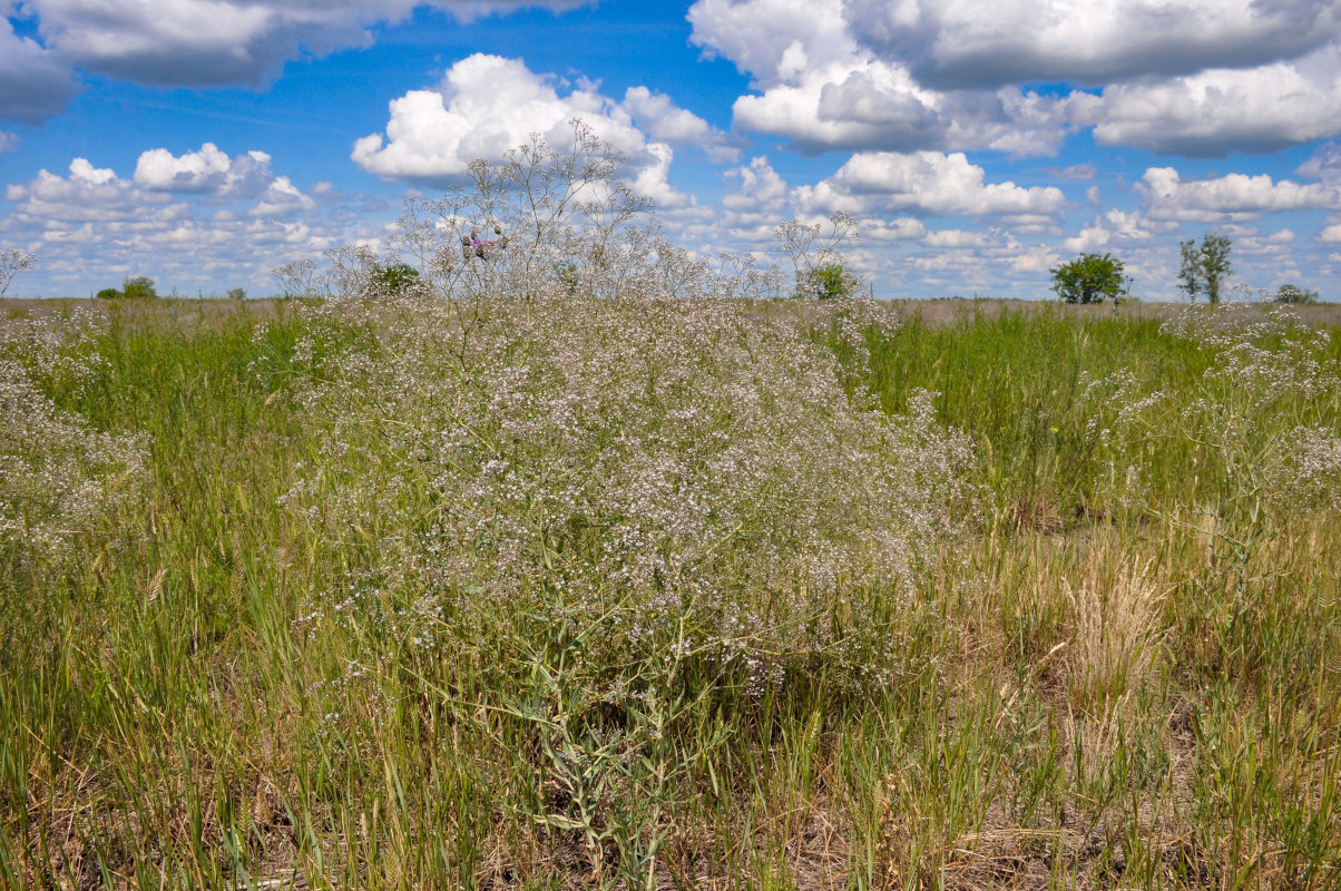 Image of Gypsophila paniculata specimen.