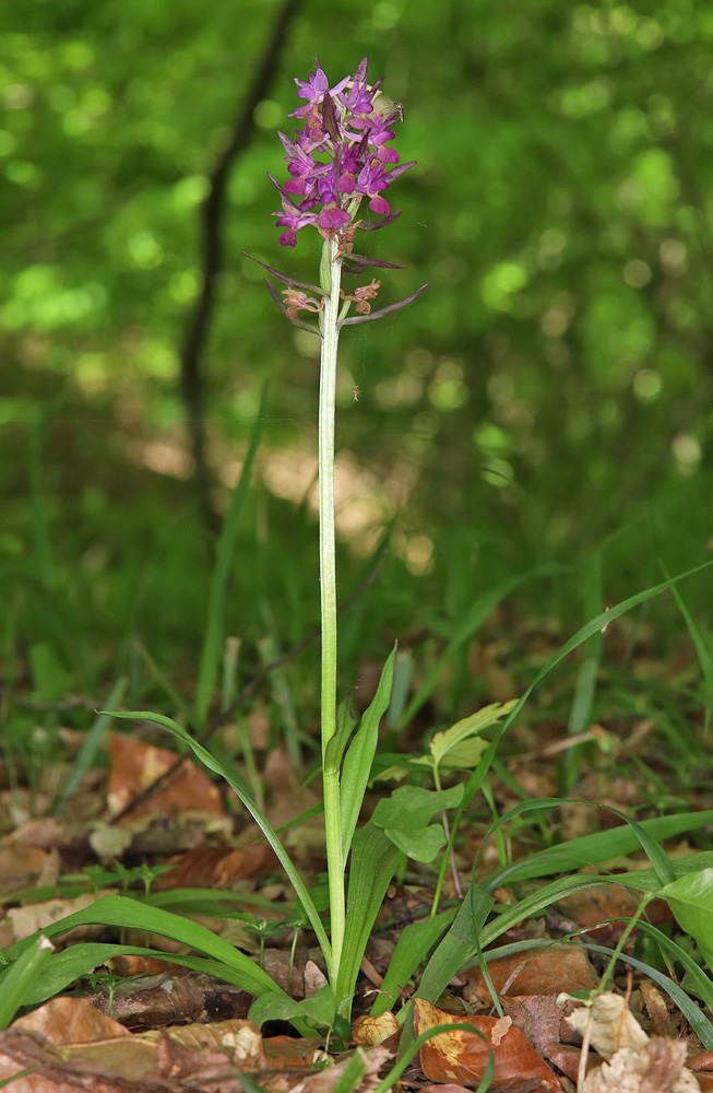 Изображение особи Dactylorhiza romana ssp. georgica.