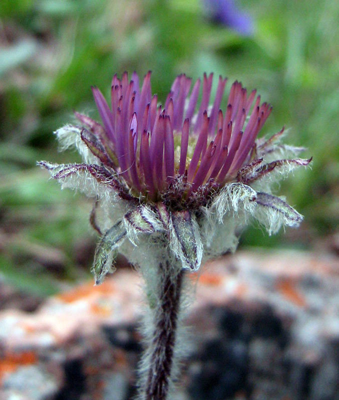 Изображение особи род Erigeron.