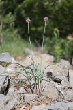 Allium nathaliae