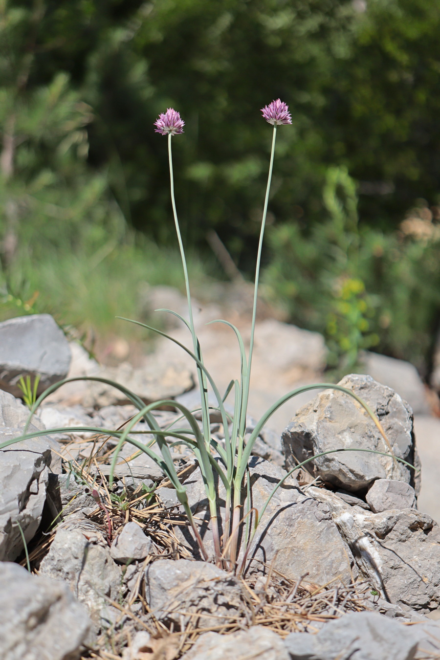 Image of Allium nathaliae specimen.