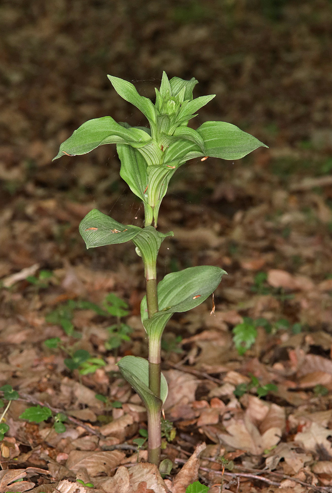 Изображение особи Epipactis helleborine.