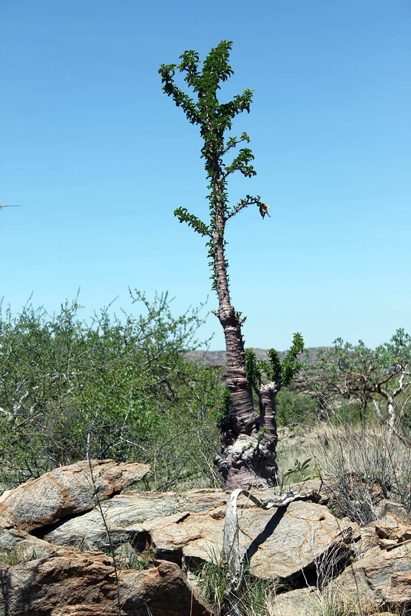 Image of Pachypodium lealii specimen.