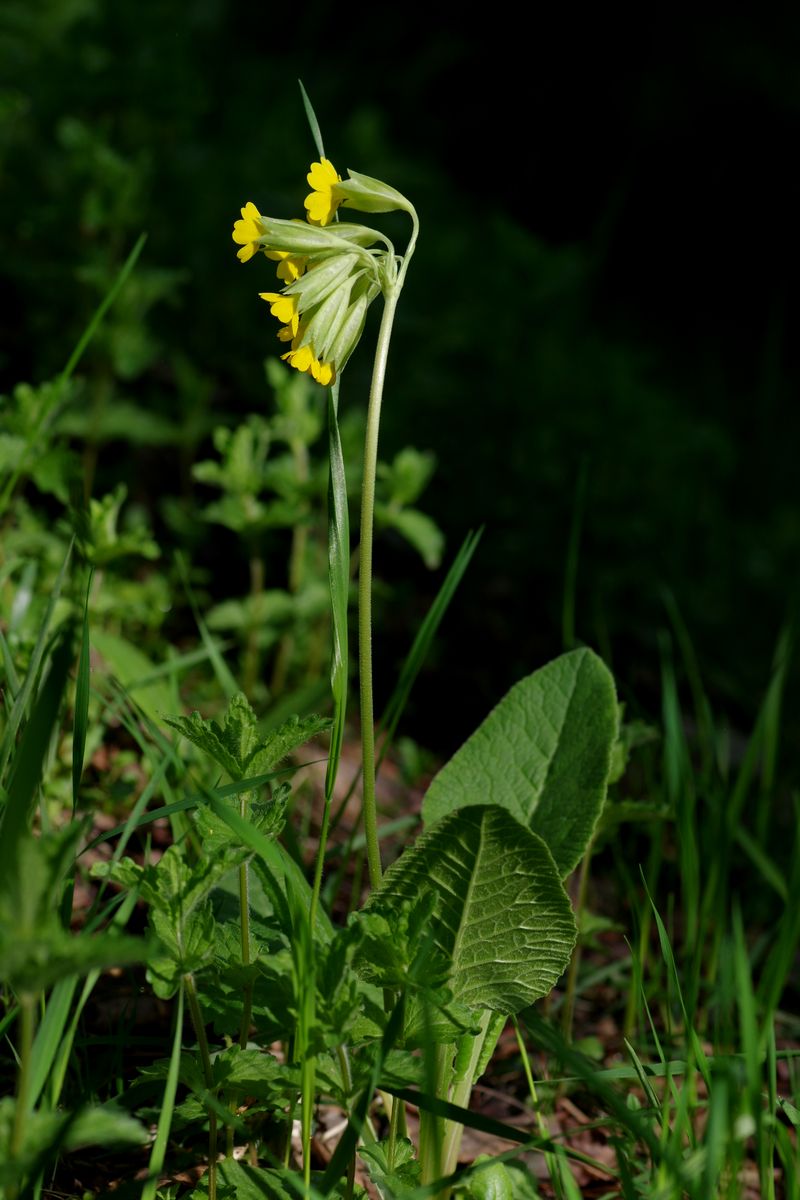 Image of Primula veris specimen.