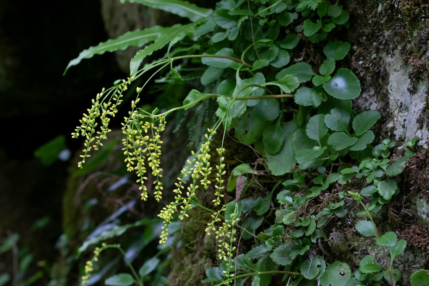 Изображение особи Chiastophyllum oppositifolium.