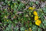 genus Potentilla. Цветущее растение (рядом видны листья Alchemilla). Дагестан, Гунибский р-н, природный парк \"Верхний Гуниб\", ≈ 1800 м н.у.м., субальпийский луг. 04.05.2022.