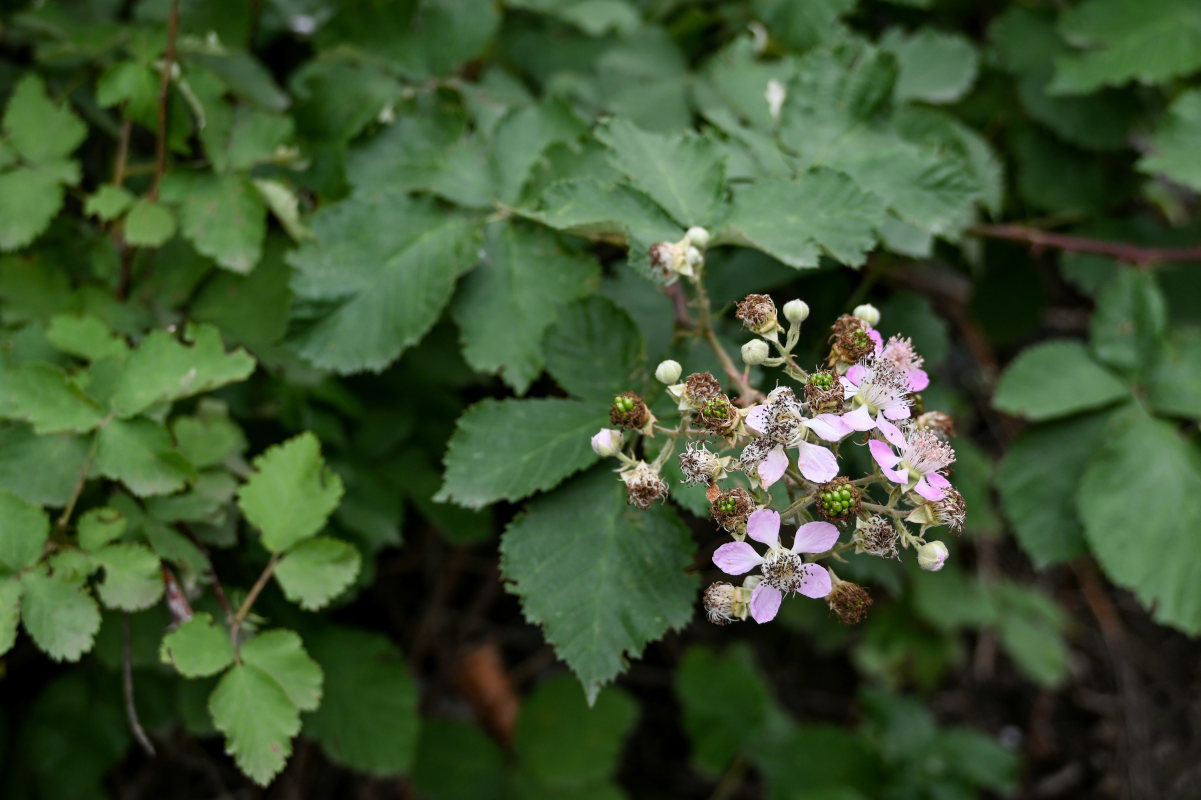 Изображение особи Rubus sanctus.