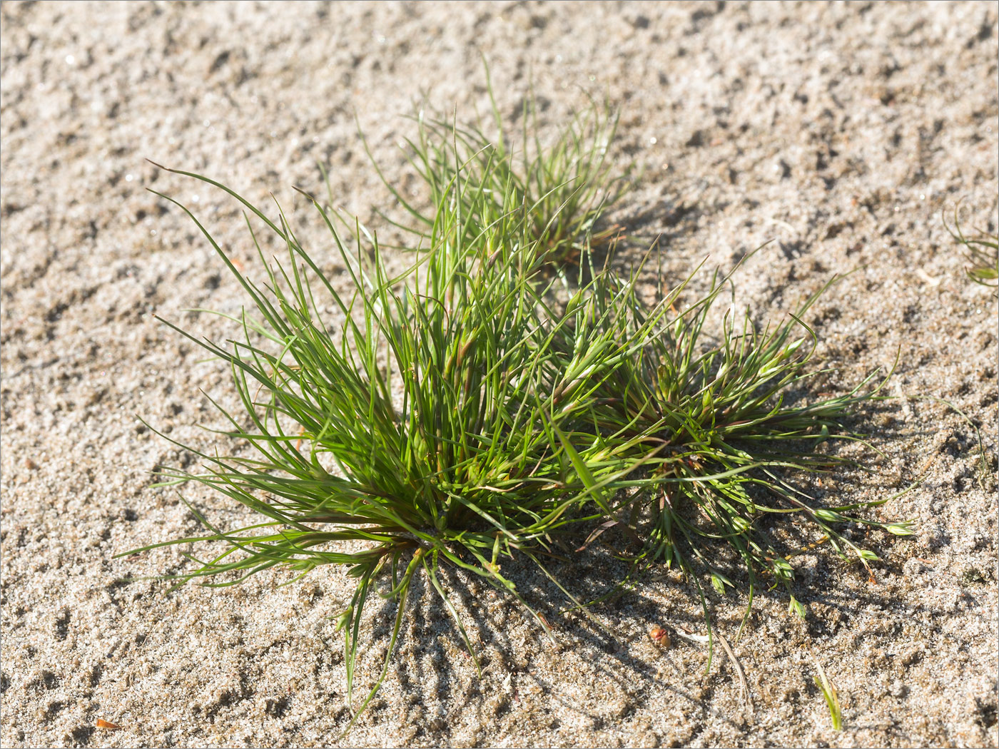 Изображение особи Juncus nastanthus.