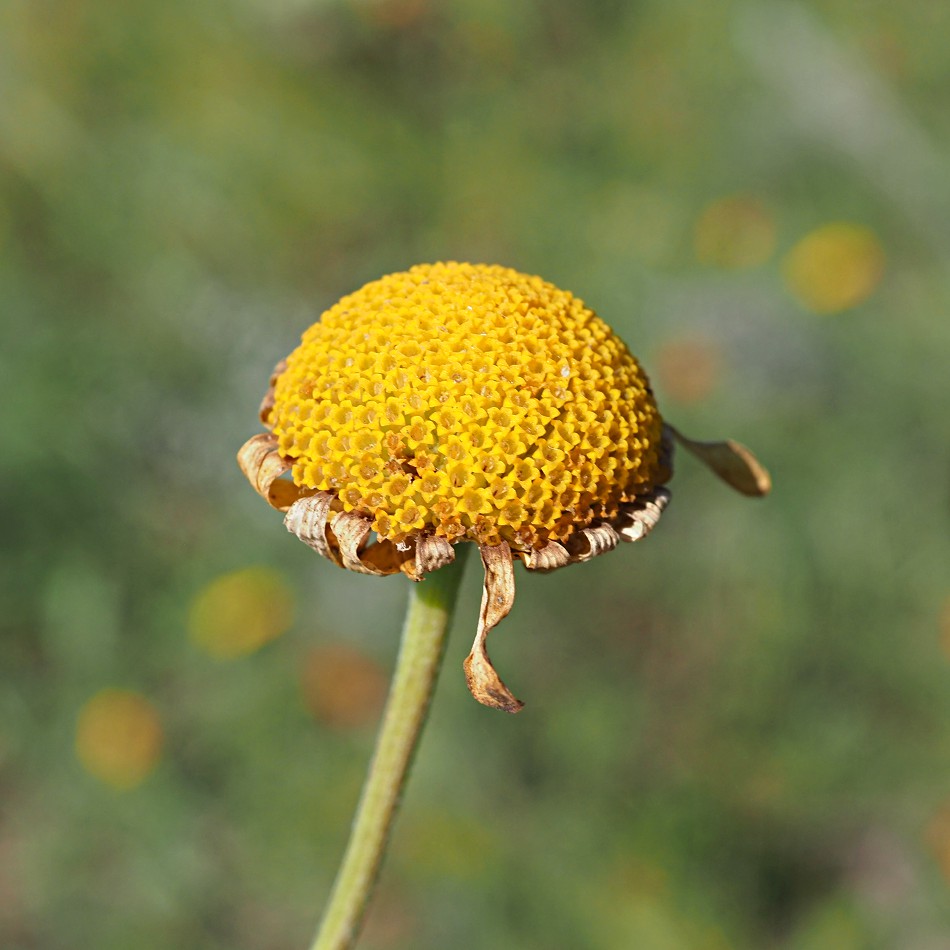 Image of Anthemis tinctoria specimen.