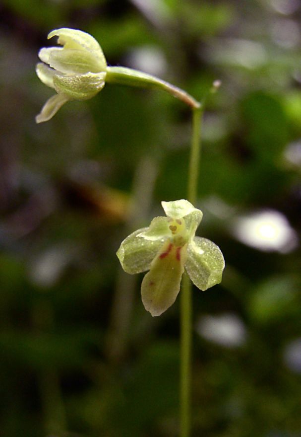 Image of Ephippianthus schmidtii specimen.