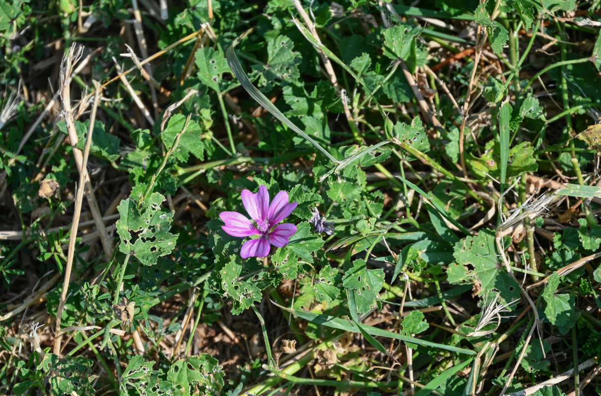 Изображение особи Malva sylvestris.