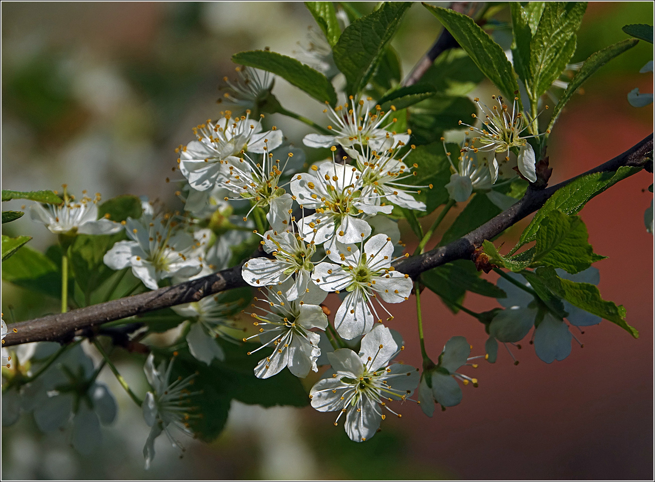 Изображение особи Prunus spinosa.