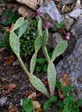 Opuntia stricta