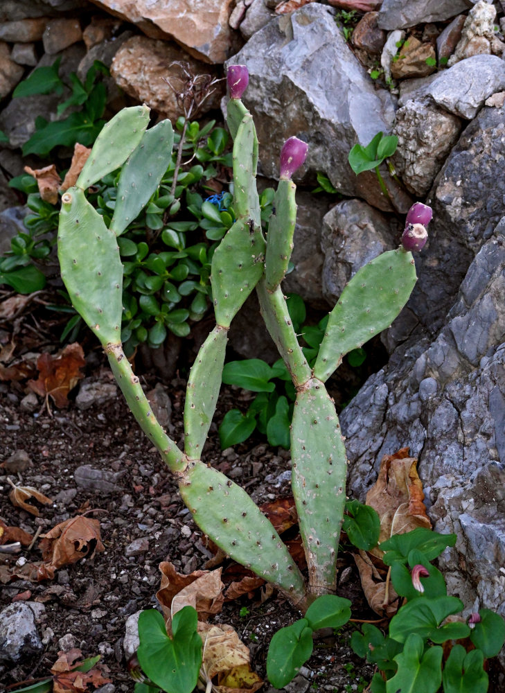 Image of Opuntia stricta specimen.