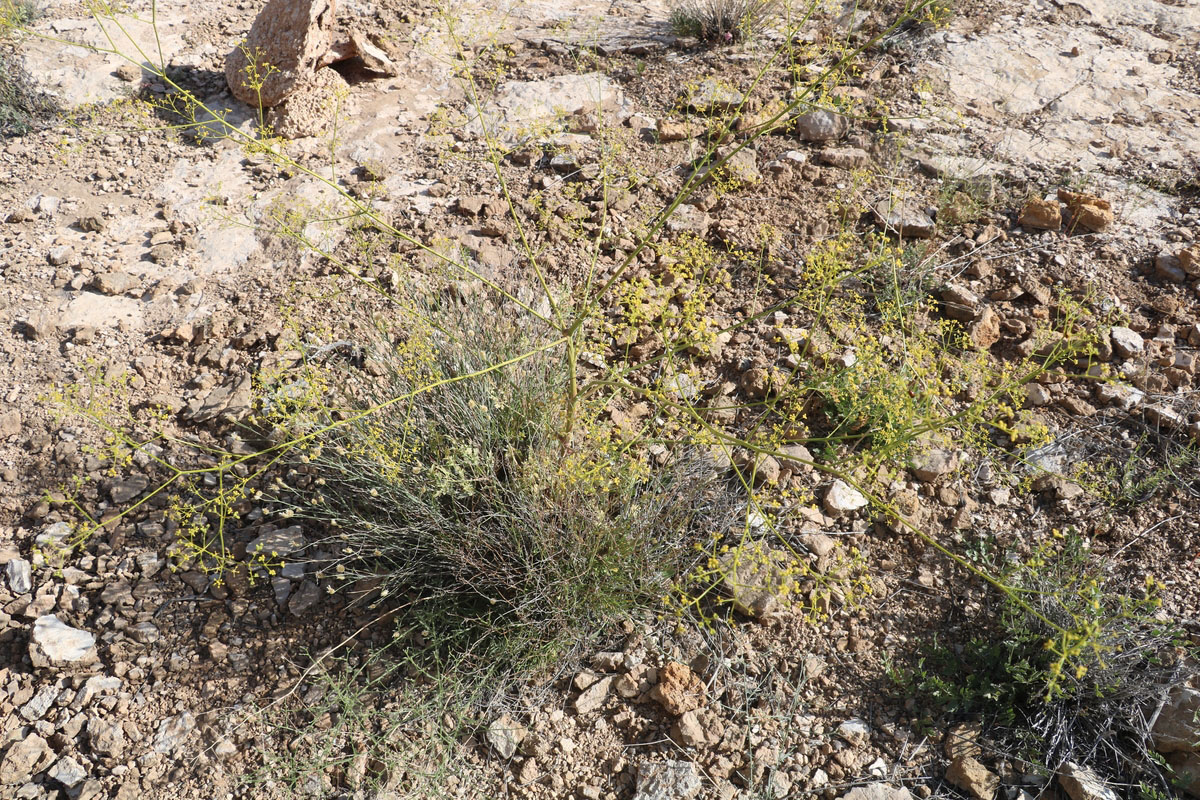 Image of Pimpinella aurea specimen.