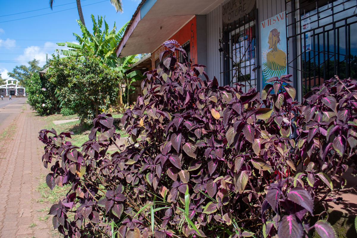 Image of Coleus scutellarioides specimen.