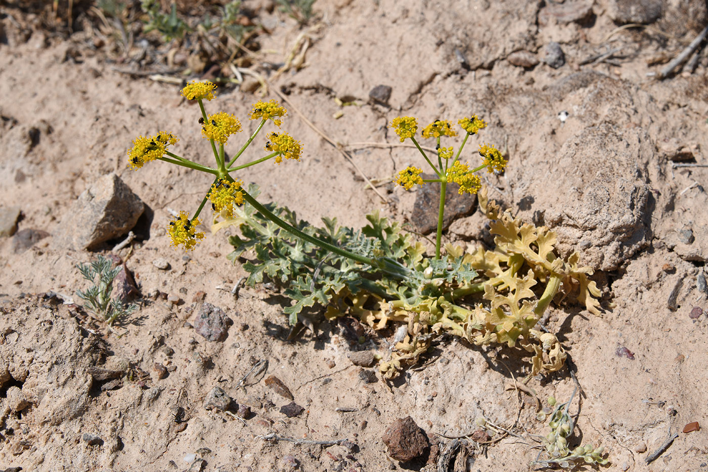 Изображение особи Ferula syreitschikowii.