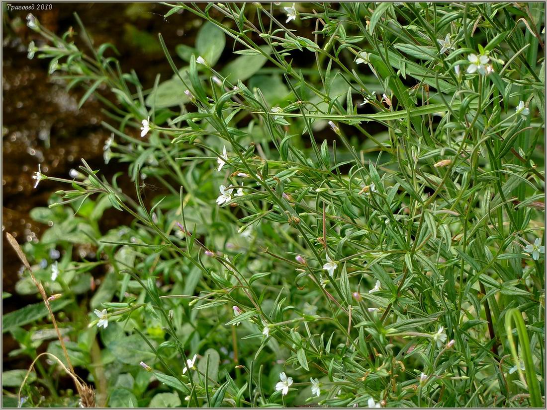 Image of Epilobium palustre specimen.