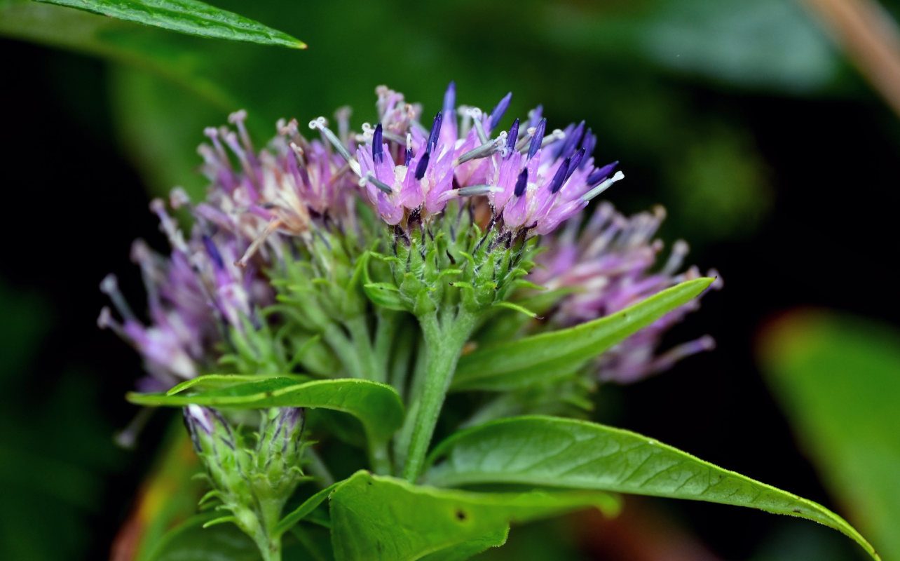 Изображение особи Saussurea sachalinensis.