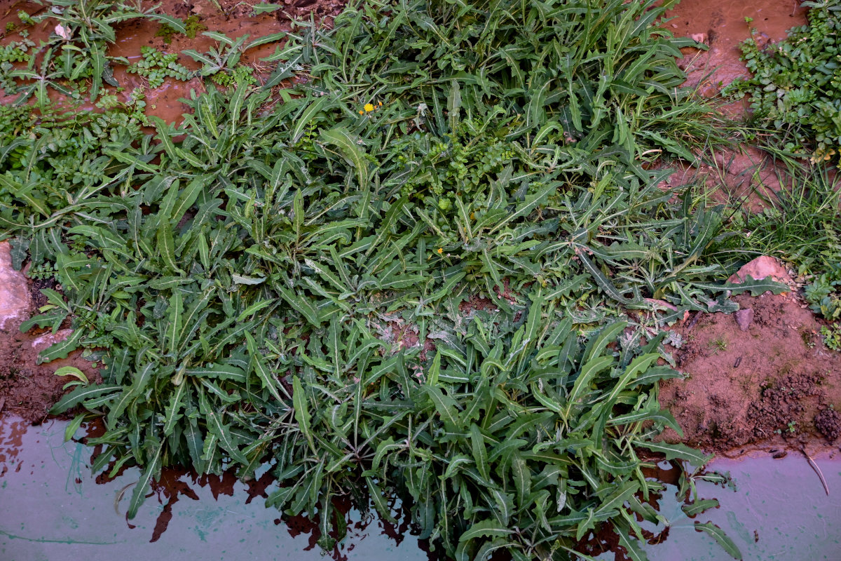 Image of genus Sonchus specimen.