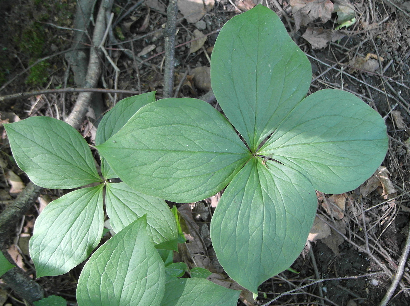 Image of Paris quadrifolia specimen.