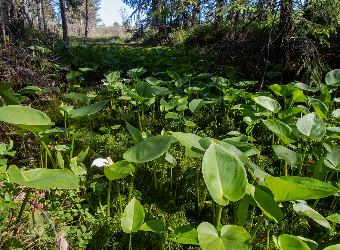 Изображение особи Calla palustris.