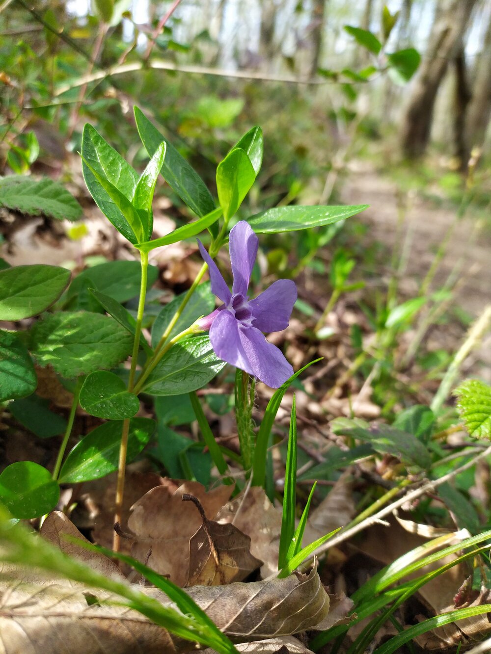 Изображение особи Vinca major.