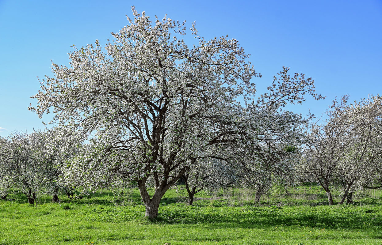 Изображение особи Malus domestica.