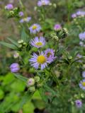 Смотреть изображение Erigeron annuus подвид lilacinus