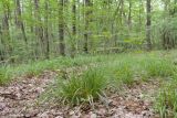 Carex sylvatica. Плодоносящие растения. Краснодарский край, Крымский р-н, окр. станицы Неберджаевская, буково-дубово-грабовый лес, старая лесовозная дорога. 06.06.2024.