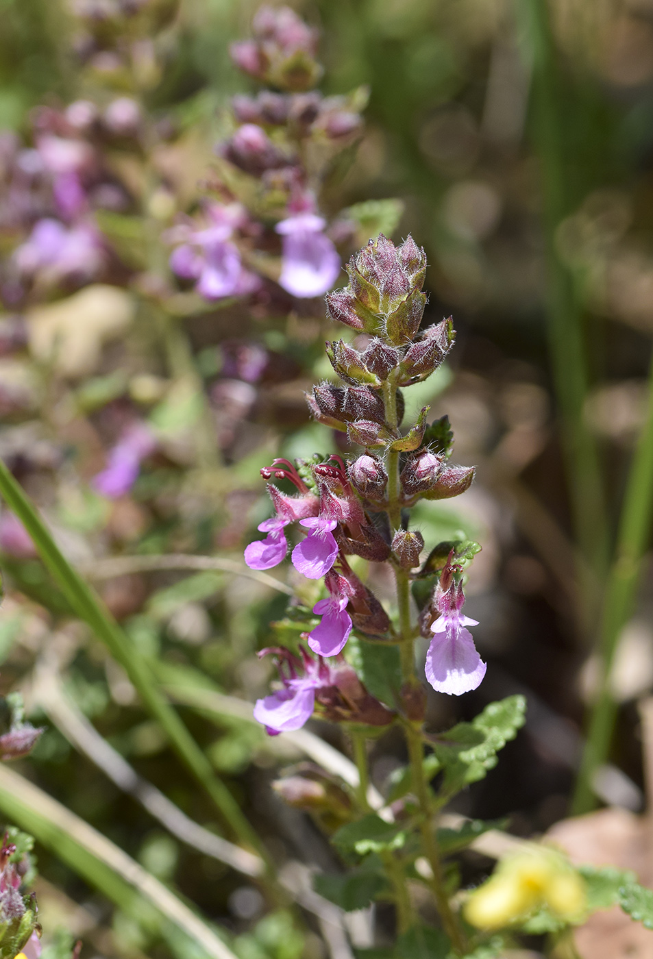 Изображение особи род Teucrium.