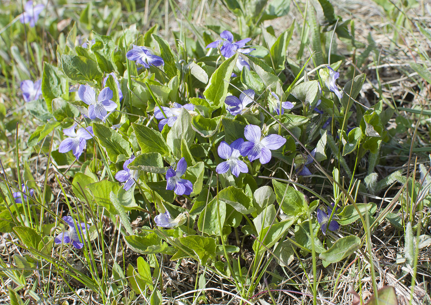 Image of Viola canina specimen.