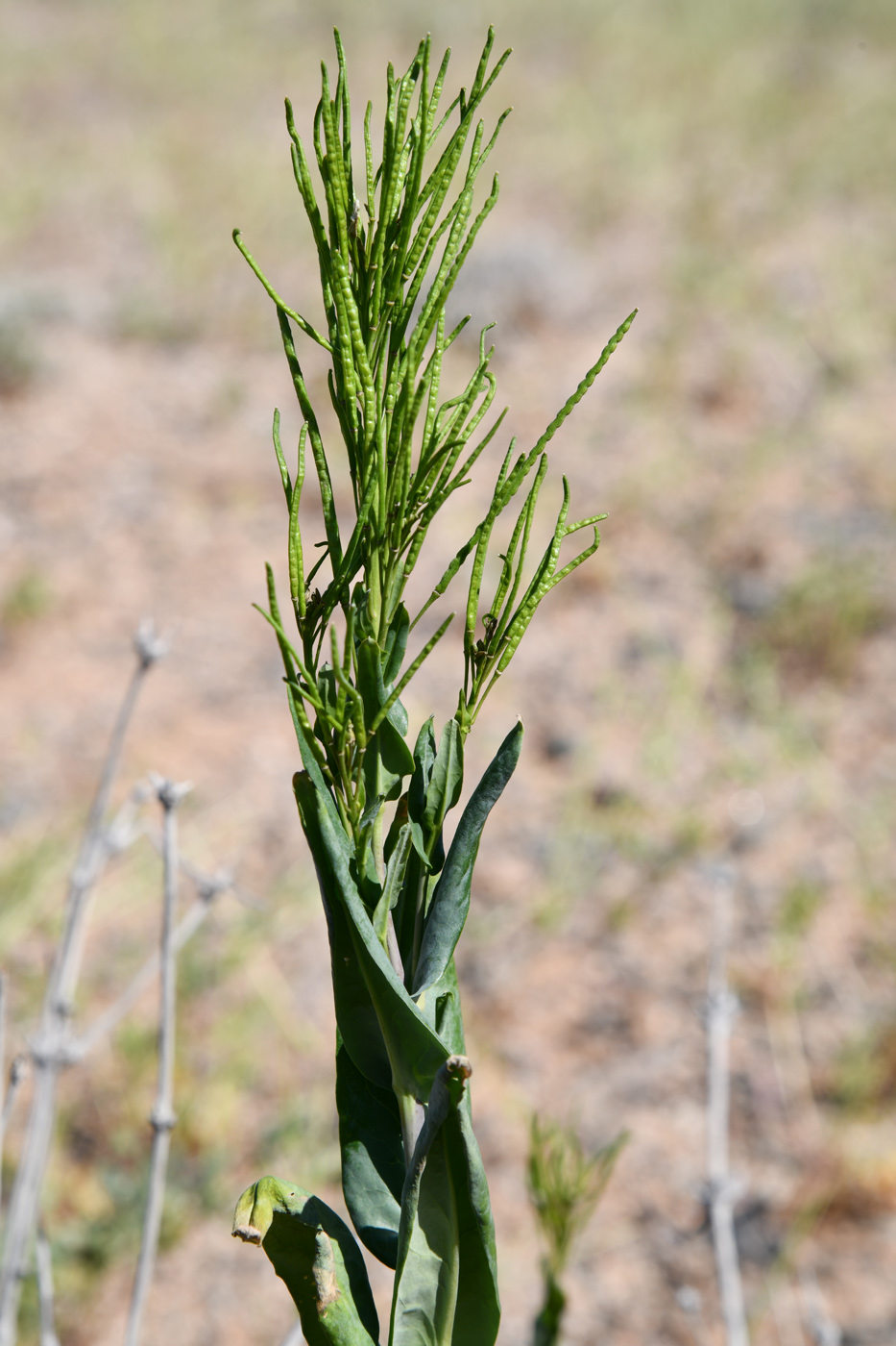 Image of Iljinskaea planisiliqua specimen.