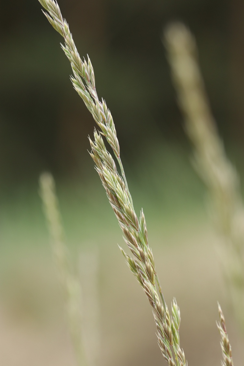 Image of Festuca sabulosa specimen.