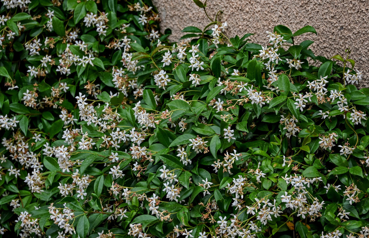 Image of Trachelospermum jasminoides specimen.