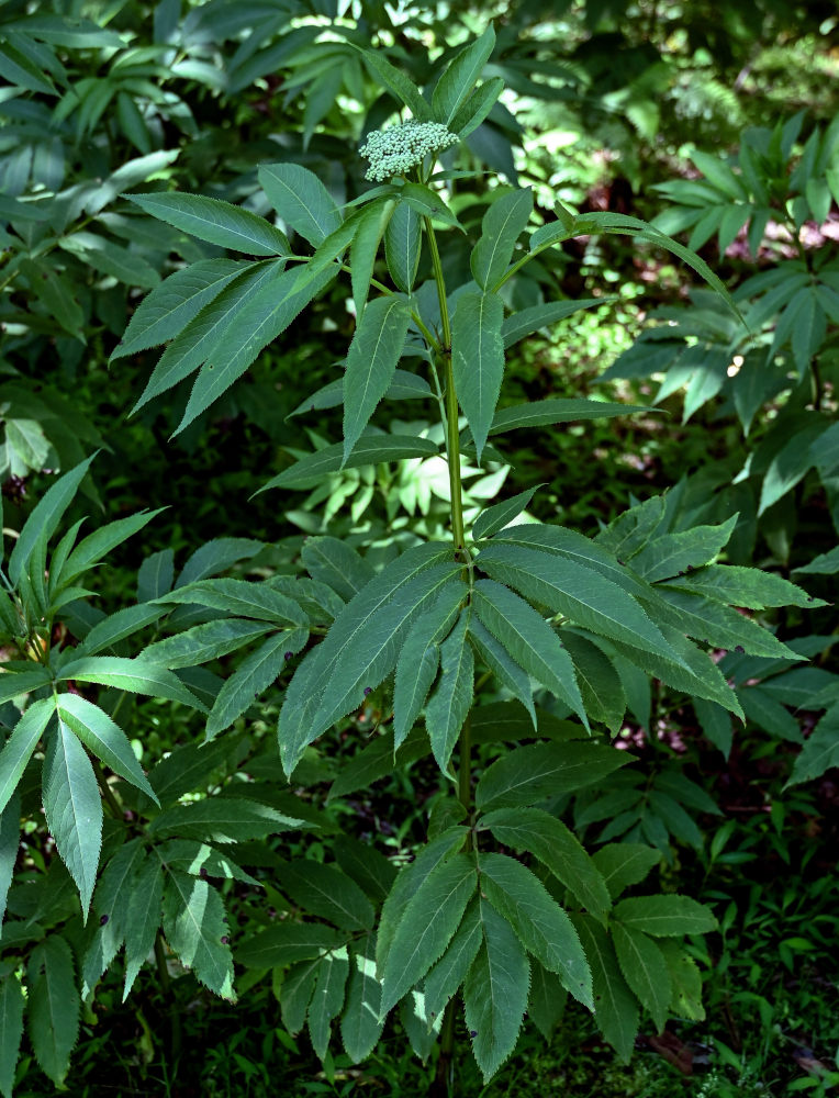 Изображение особи Sambucus ebulus.