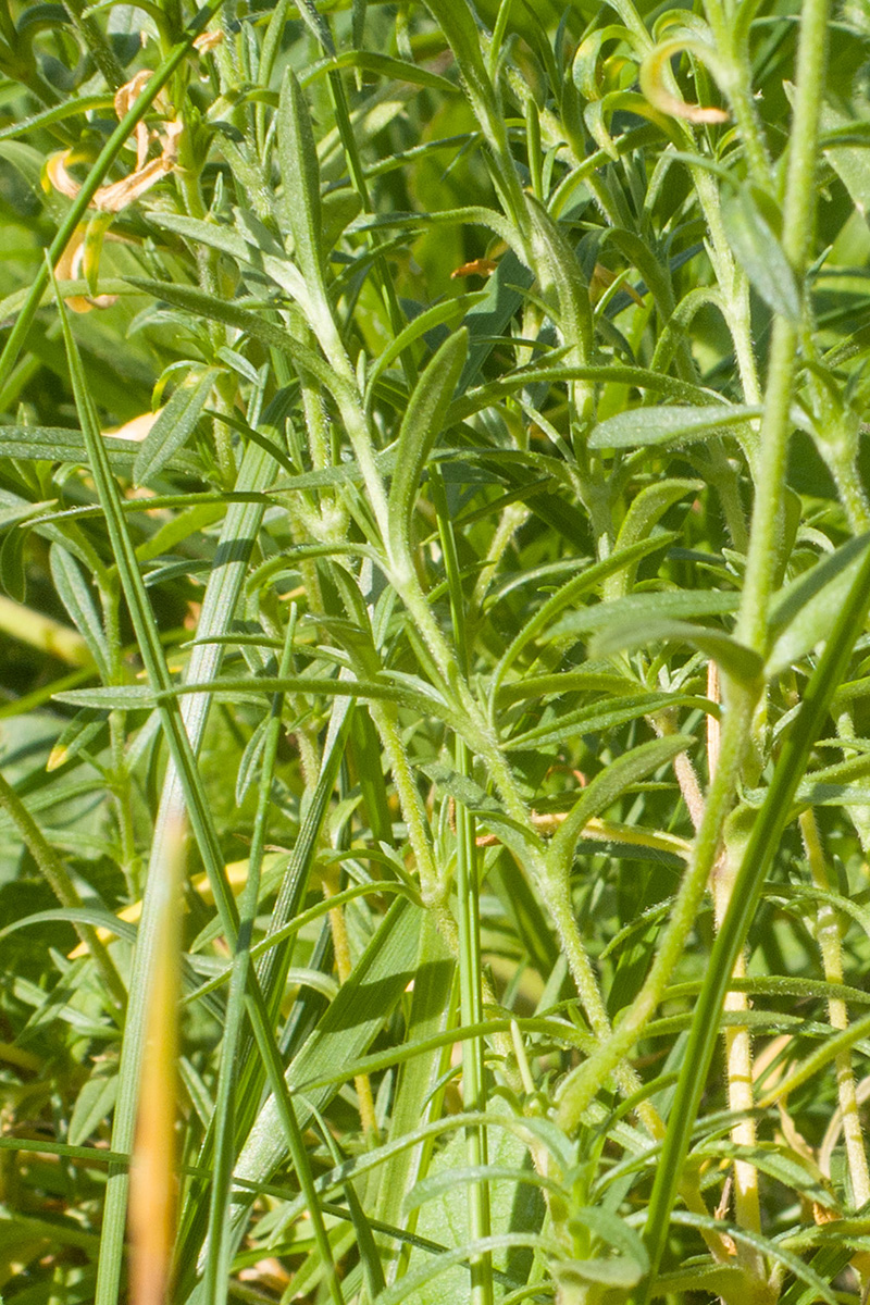 Image of Cerastium arvense specimen.