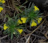 Ajuga glabra