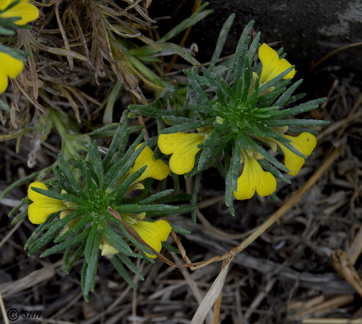 Image of Ajuga glabra specimen.