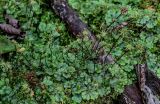 Marchantia polymorpha. Талломы с женскими подставками и выводковыми корзинками. Московская обл., Волоколамский гор. округ, долина р. Каменка, смешанный лес. 17.08.2024.