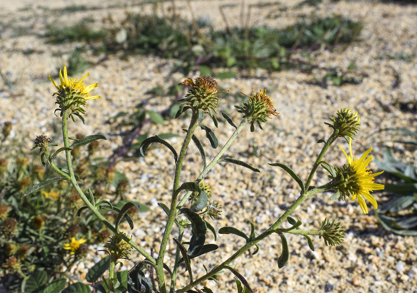 Image of Jasonia tuberosa specimen.