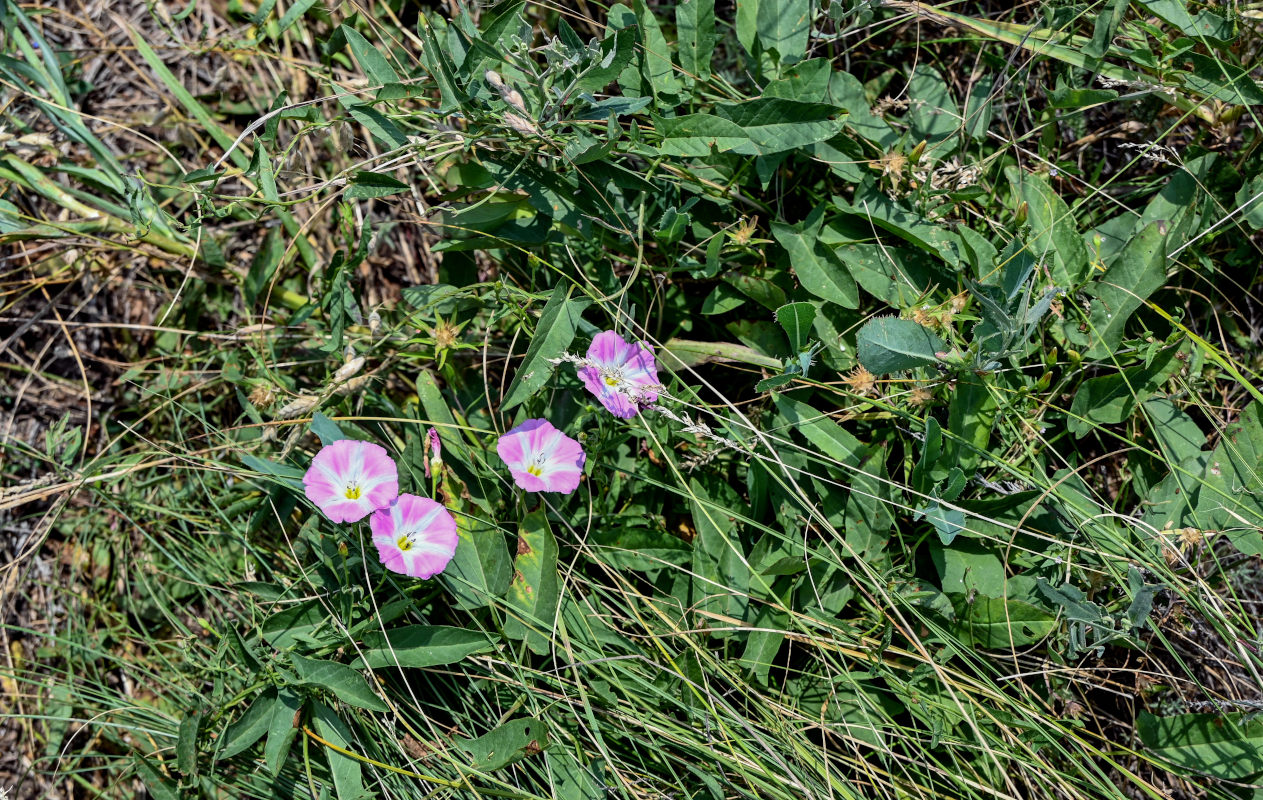 Изображение особи Convolvulus arvensis.