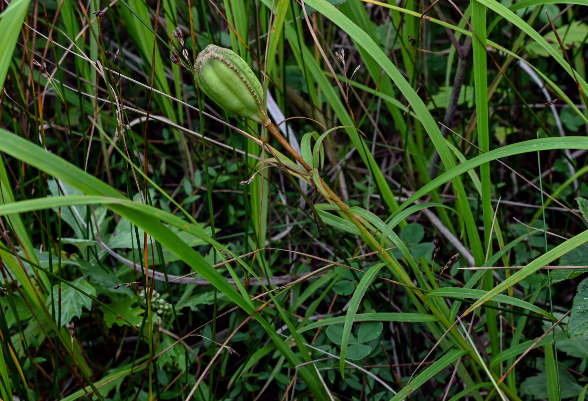 Image of Lilium pensylvanicum specimen.