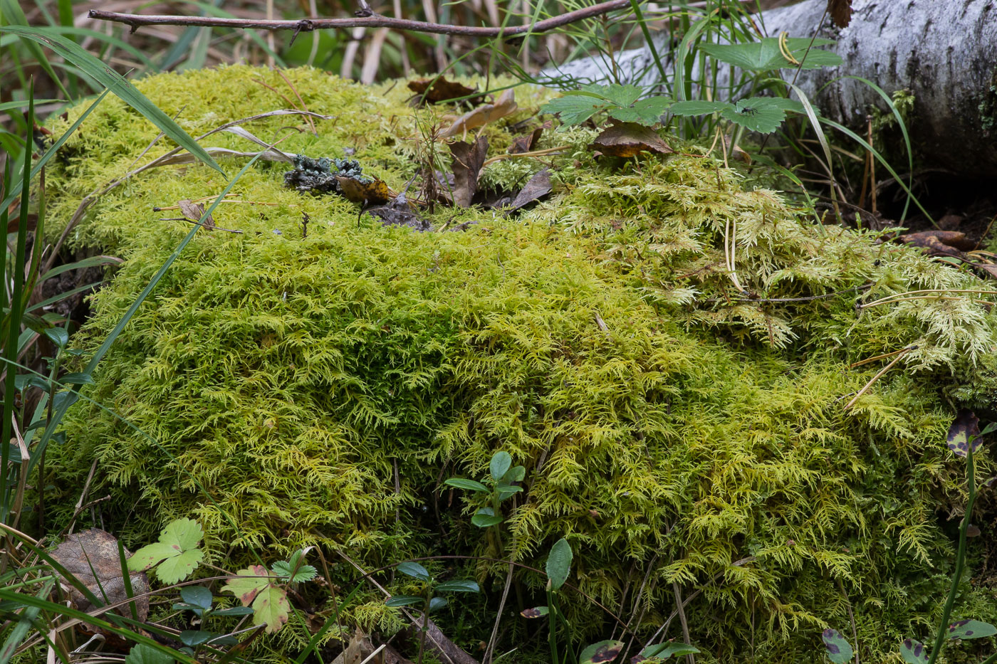 Image of Thuidium recognitum specimen.