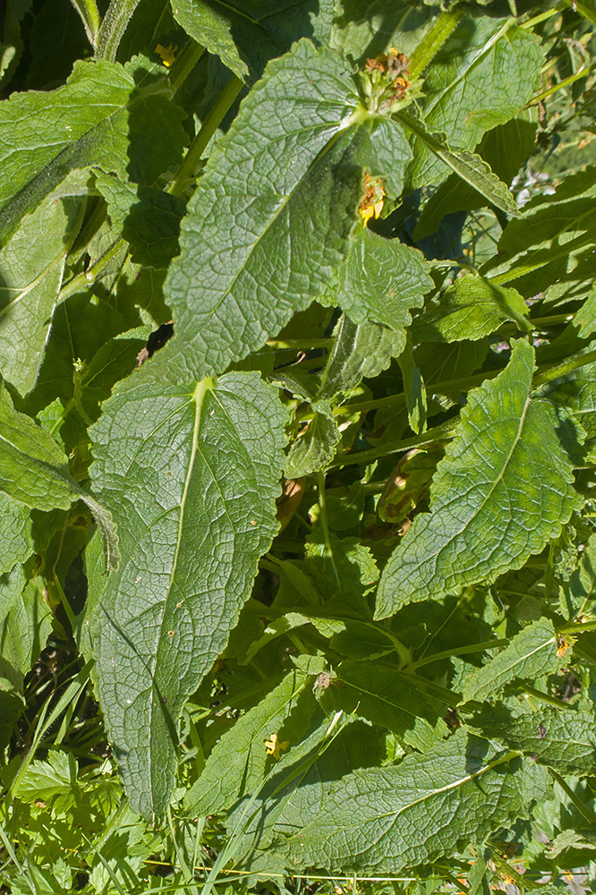 Image of Verbascum laxum specimen.