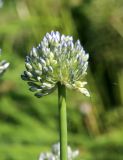 Allium caeruleum. Соцветие. Белгородская обл., пос. Ракитное, ул. Сосновая, 2, в культуре. 14 июня 2021 г.