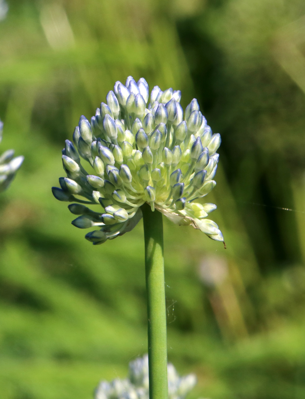 Изображение особи Allium caeruleum.